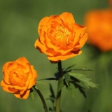 Azijski kupaći kostim: fotografija i opis